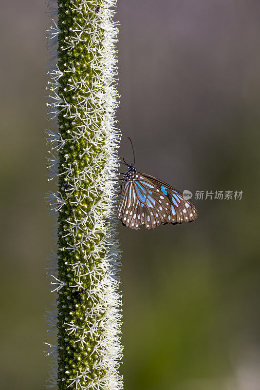 在努萨国家公园，蓝虎(Tirumala limniace)在一棵草树的花穗上。